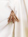 Hawk Moth - Insect