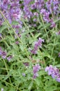 Hawk Moth - Purple Flowers