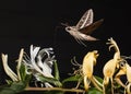 A hawk moth or sphinx moth flying above some of the honeysuckle flowers it was feeding on Royalty Free Stock Photo