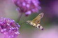 Hawk Moths Hummingbird