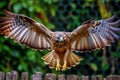 hawk in motion, wings flapping as it chases after a squirrel