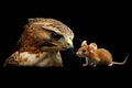 Hawk and Mouse, Predators and Prey Symbol of Power and Vulnerability on Black Background Royalty Free Stock Photo