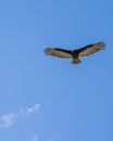 A beautiful Hawk in the blue sky Royalty Free Stock Photo
