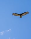A beautiful Hawk in the blue sky