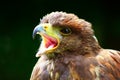 Hawk With Open Mouth