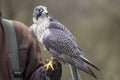 An hawk outside a falconry Royalty Free Stock Photo