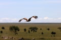 Hawk over african plains