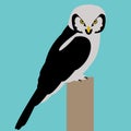 Hawk owl bird face vector illustration flat style profile