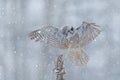 Hawk Owl in fly with snowflake during cold winter. Wildlife scene from nature. Storm with flight bird. Owl with open wings from Fi