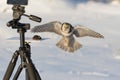 Hawk owl hunts on mouse in flight in winter over the field