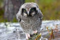 Hawk owl in a mountain forest Royalty Free Stock Photo