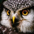 Hawk-owl portrait Royalty Free Stock Photo