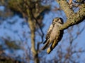 Hawk Owl