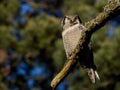 Hawk Owl