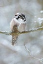 Hawk Owl sitting on the branch during winter with snow flake. Cold winter, snowy forest with owl.