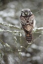 Hawk Owl sitting