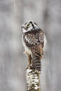 Hawk Owl sitting Royalty Free Stock Photo