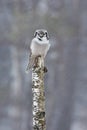 Hawk Owl sitting on the branch during winter with snow flake. Winter scene with bird. Snow fall with owl. Wildlife winter scene fr Royalty Free Stock Photo