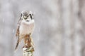 Hawk Owl sitting on the branch during winter with snow flake. Winter scene with bird. Snow fall with owl. Wildlife winter scene fr Royalty Free Stock Photo