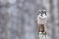 Hawk owl, snowy forest, winter wildlife in Finland. Bird in the nature habitat. Owl sitting on tree trunk. Birch tree forest with