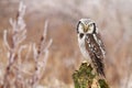 Hawk owl Surnia ulula Royalty Free Stock Photo