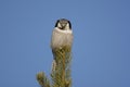 Hawk owl, Surnia ulula Royalty Free Stock Photo