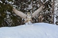 Hawk Owl in winter Royalty Free Stock Photo