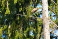Hawk perched on a fir branch Royalty Free Stock Photo