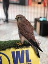 Hawk perched on a green plant pot with a "wl" sign