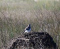 Hawk Perched on a Muskrat House