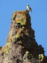Hawk Perched on a Rock Spire