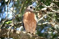 Hawk perched in a tree