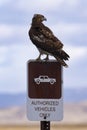 Hawk perches on AUTHORIZED VEHICLES sign