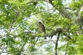 The Red Shouldered Hawk sits next to a nest of smaller birds while looking for prey Royalty Free Stock Photo