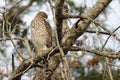 Hawk perches on a tree branch, its talons tucked in close to its body