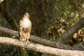 Hawk perches in a tree looking for prey