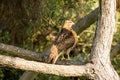 Hawk perches in a tree looking for prey