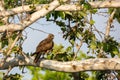 Hawk perches in a tree looking for prey