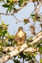 Hawk perches in a tree looking for prey