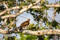 Hawk perches in a tree looking for prey