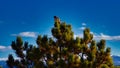 Hawk in Ponderosa Pine