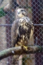 Hawk portrait in cage Royalty Free Stock Photo