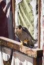 Hawk posing calmly in an exhibition