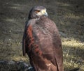 Hawk posing for camera