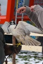 Hawk with protections