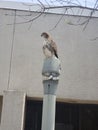 Hawk rare close up while he is looking for Meals