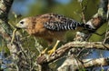 Hawk's Lunch Royalty Free Stock Photo