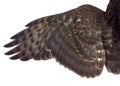 Hawk`s wing isolated on a white background Royalty Free Stock Photo