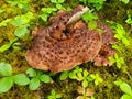 Hawk`s Wing mushrooms in Southeast Alaska