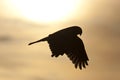 Hawk silhouette